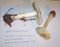 Gelber Knollenblätterpilz, Foto 22