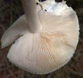 Gelber Knollenblätterpilz, Foto 23