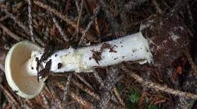 Gelber Knollenblätterpilz, Foto 25