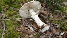 Gelber Knollenblätterpilz, Foto 26