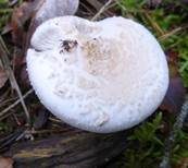 Gelber Knollenblätterpilz, Foto 27