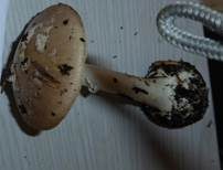 Gelber Knollenblätterpilz, Foto 29
