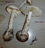 Gelber Knollenblätterpilz, Foto 30