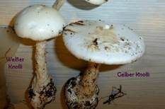 Gelber Knollenblätterpilz, Foto 31