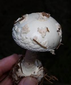Gelber Knollenblätterpilz, Foto 5