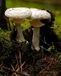 Gelber Knollenblätterpilz, Foto 32