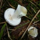 Gelber Knollenblätterpilz, Foto 33