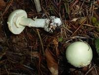 Gelber Knollenblätterpilz, Foto 34