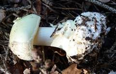 Gelber Knollenblätterpilz, Foto 37