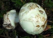Gelber Knollenblätterpilz, Foto 38