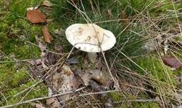 Gelber Knollenblätterpilz, Foto 39