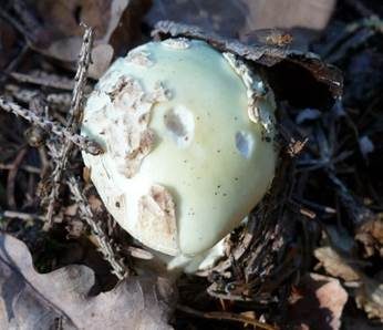 Gelber Knollenblätterpilz, Foto 6