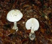 Gelber Knollenblätterpilz, Foto 44