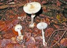 Gelber Knollenblätterpilz, Foto 46