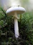 Gelber Knollenblätterpilz, Foto 47