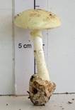 Gelber Knollenblätterpilz, Foto 49
