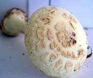 Gelber Knollenblätterpilz, Foto 50