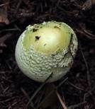 Gelber Knollenblätterpilz, Foto 51