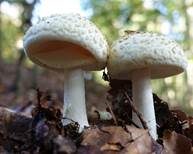 Gelber Knollenblätterpilz, Foto 55