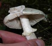Gelber Knollenblätterpilz, Foto 56