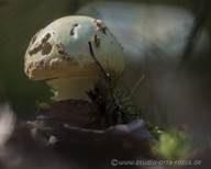 Gelber Knollenblätterpilz, Foto 59