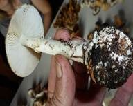 Gelber Knollenblätterpilz, Foto 60