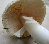 Gelber Knollenblätterpilz, Foto 61