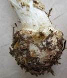 Gelber Knollenblätterpilz, Foto 62