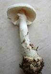 Gelber Knollenblätterpilz, Foto 63
