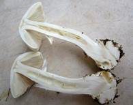 Gelber Knollenblätterpilz, Foto 64