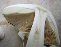 Gelber Knollenblätterpilz, Foto 67