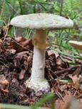 Gelber Knollenblätterpilz, Foto 68