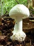 Gelber Knollenblätterpilz, Foto 69