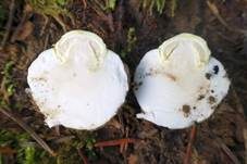 Gelber Knollenblätterpilz, Foto 71