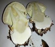 Gelber Knollenblätterpilz, Foto 9