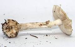 Gelber Knollenblätterpilz, Foto 72