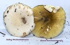 Gelber Knollenblätterpilz, Foto 77
