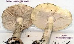 Gelber Knollenblätterpilz, Foto 78