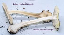 Gelber Knollenblätterpilz, Foto 79