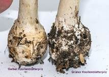Gelber Knollenblätterpilz, Foto 80
