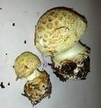 Gelber Knollenblätterpilz, Foto 10