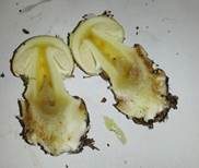 Gelber Knollenblätterpilz, Foto 11
