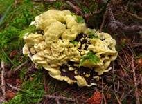 Gelber Korkstacheling, Foto 23