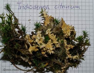 Gelber Krustenpilz, Foto 3