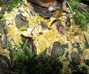 Gelber Krustenpilz, Foto 21
