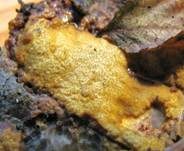Gelber Krustenpilz, Foto 24