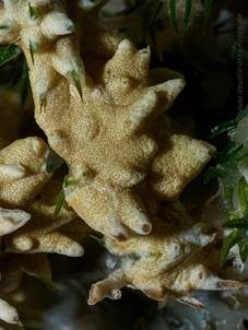 Gelber Krustenpilz, Foto 5