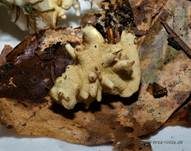 Gelber Krustenpilz, Foto 6