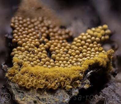 Gelber Neststäubling, Foto 2