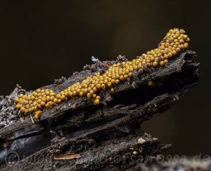 Gelber Neststäubling, Foto 3